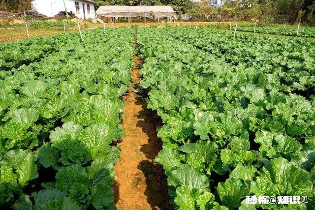 种植蔬菜的软件有哪些