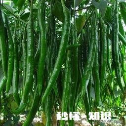 种植蔬菜的软件有哪些