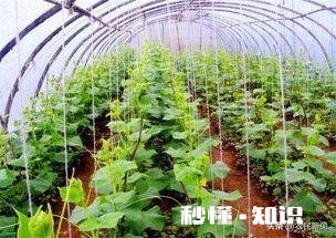 种植蔬菜的软件有哪些