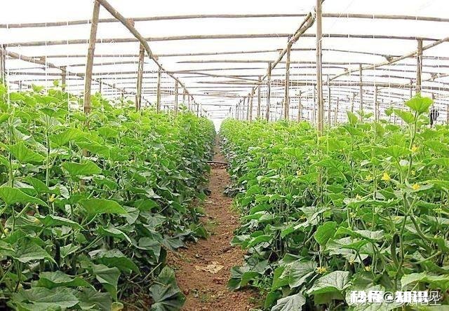 种植蔬菜的软件有哪些