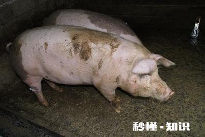 猪价“跌满格”，11地跌破16元，难道猪市要走下坡路了