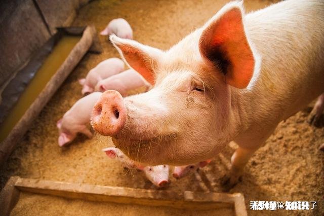 猪价“跌满格”，11地跌破16元，难道猪市要走下坡路了