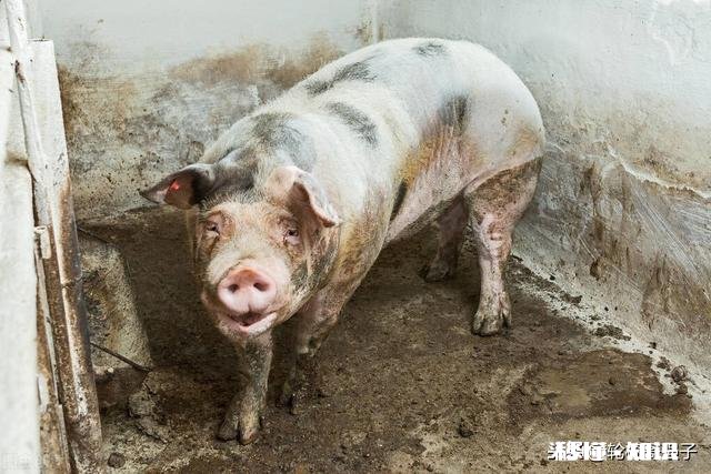 猪价“跌满格”，11地跌破16元，难道猪市要走下坡路了