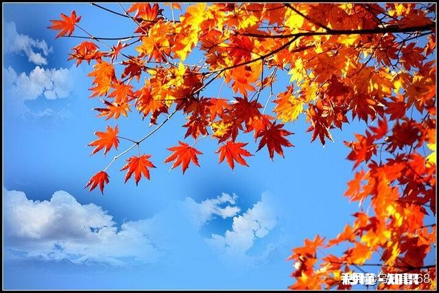 北航北海分校作为广西985的希望，为什么感觉录取分数线很低