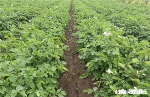 大豆种植，肥料比例应该多少