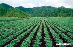 大豆种植，肥料比例应该多少