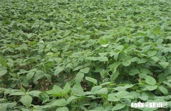 大豆种植，肥料比例应该多少