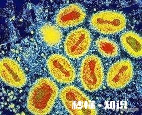 什么是P4实验室