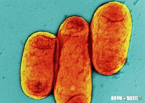 什么是P4实验室