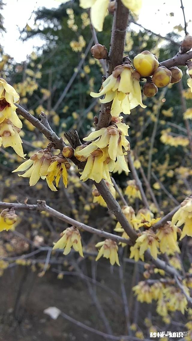 《挪威的森林》里直子明明好转了，为什么见了渡边之后开始复发