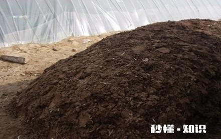 种杨梅用什么肥料最好