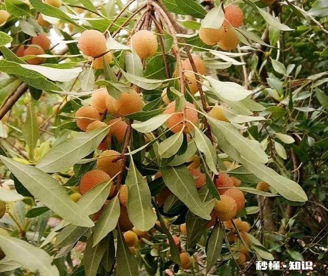 种杨梅用什么肥料最好