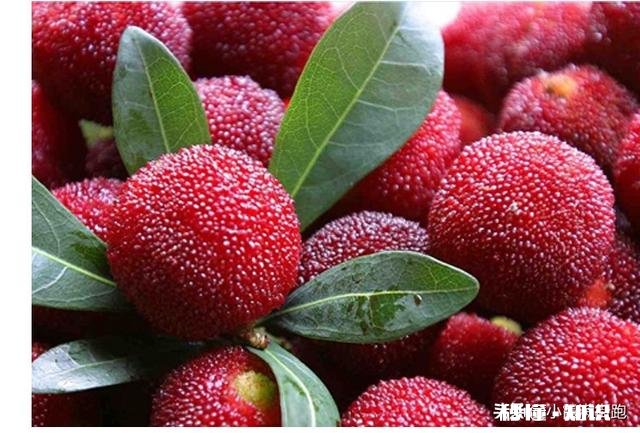 种杨梅用什么肥料最好