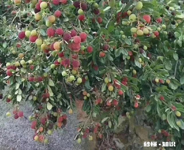 种杨梅用什么肥料最好