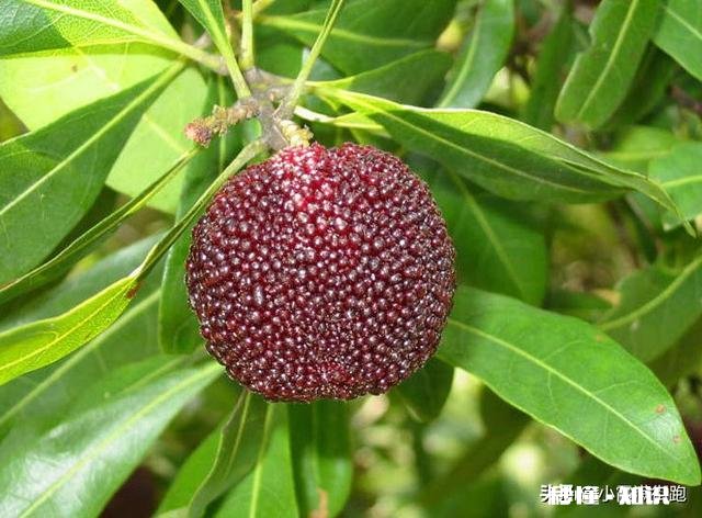 种杨梅用什么肥料最好