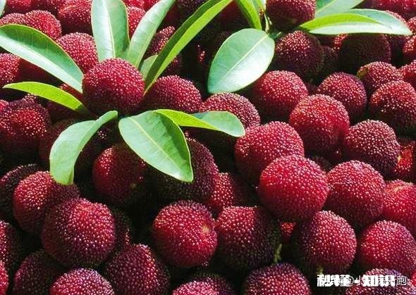 种杨梅用什么肥料最好