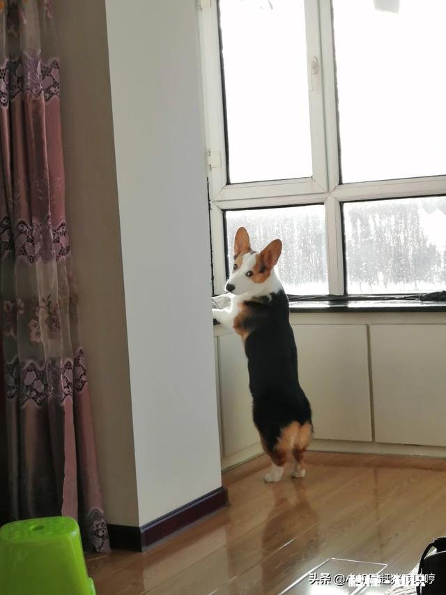 养一只文静的柯基是怎样的生活