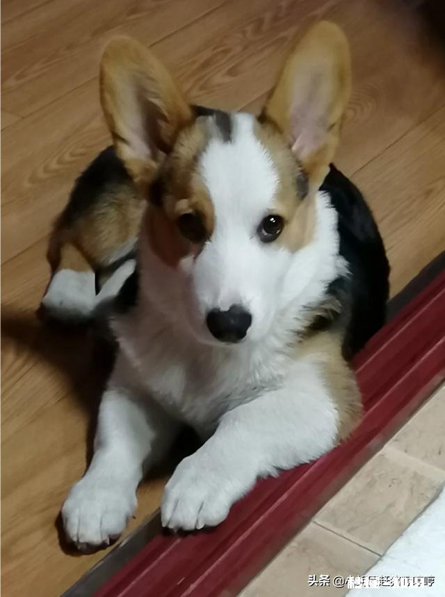 养一只文静的柯基是怎样的生活