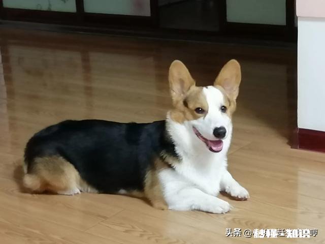 养一只文静的柯基是怎样的生活