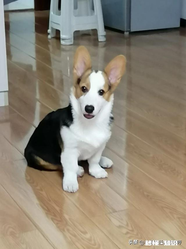 养一只文静的柯基是怎样的生活