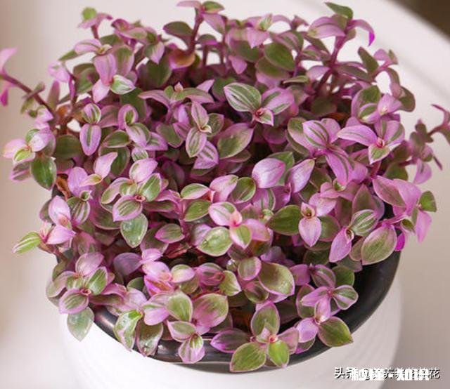 请问下这个是什么花，平时怎么养护