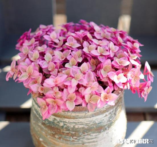 请问下这个是什么花，平时怎么养护