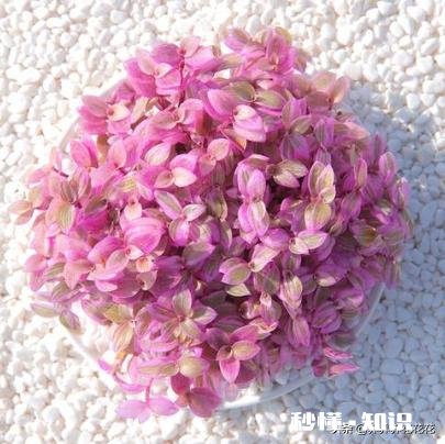 请问下这个是什么花，平时怎么养护