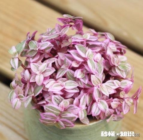 请问下这个是什么花，平时怎么养护