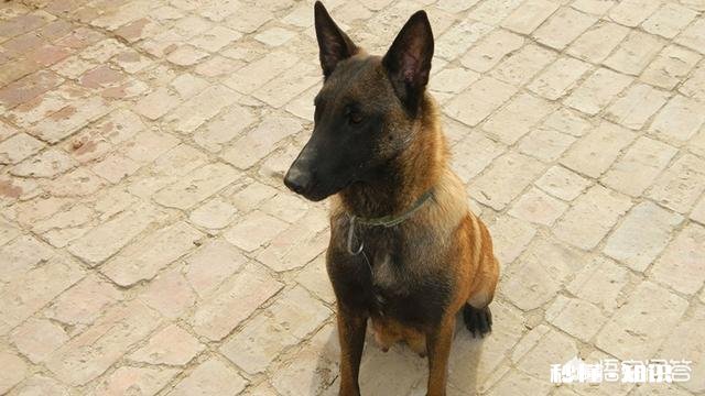 柴犬、阿拉斯加、金毛、萨摩和马犬哪个更适合当看门犬