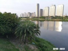 二手房的网签合同给买方吗