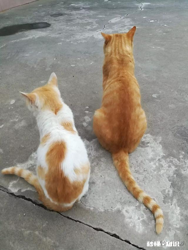 橘狸花猫好还是黑狸花猫好