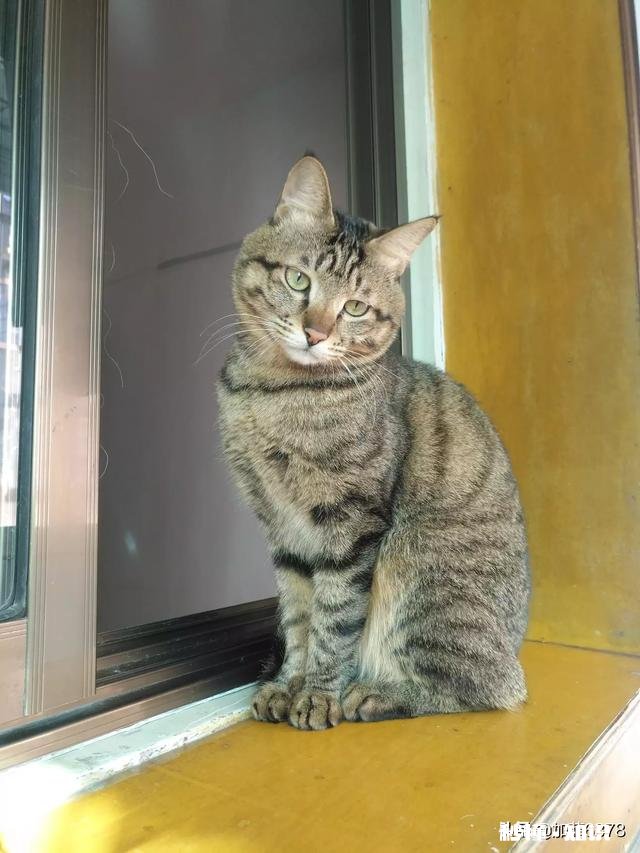 橘狸花猫好还是黑狸花猫好