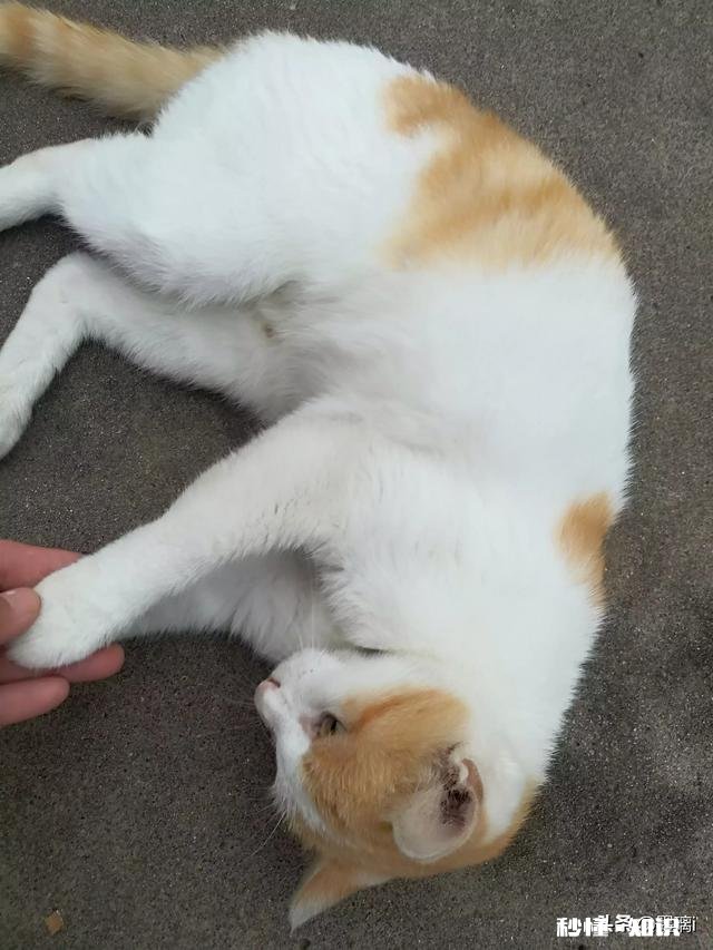 橘狸花猫好还是黑狸花猫好