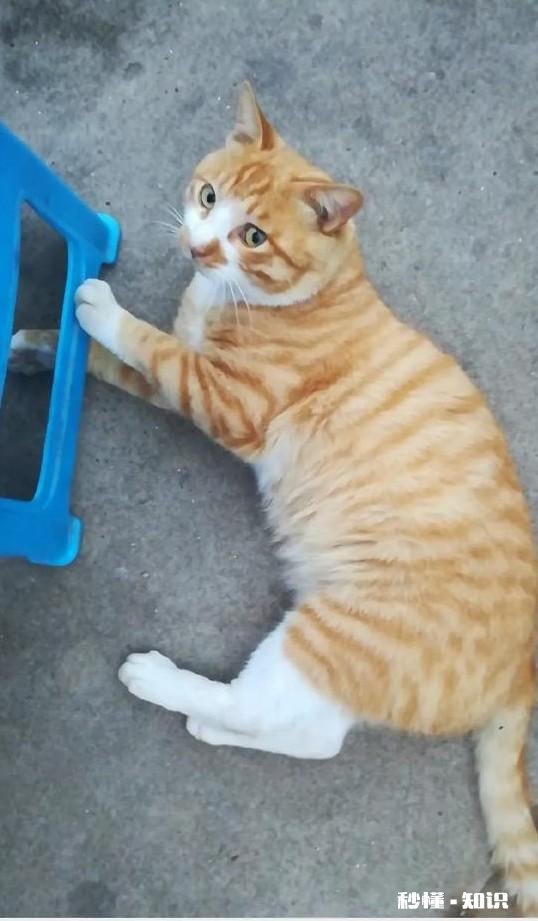 橘狸花猫好还是黑狸花猫好