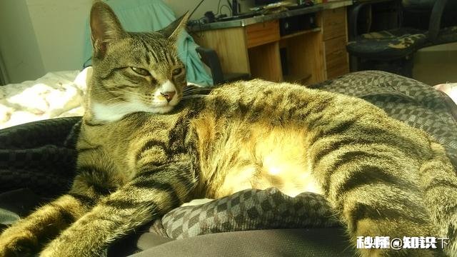 橘狸花猫好还是黑狸花猫好