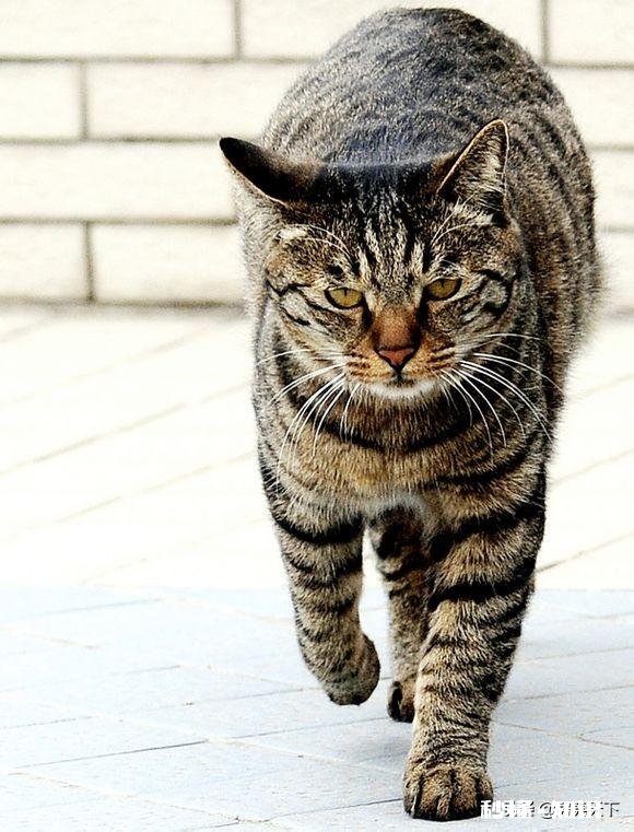 橘狸花猫好还是黑狸花猫好