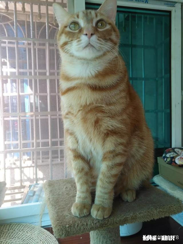 橘狸花猫好还是黑狸花猫好