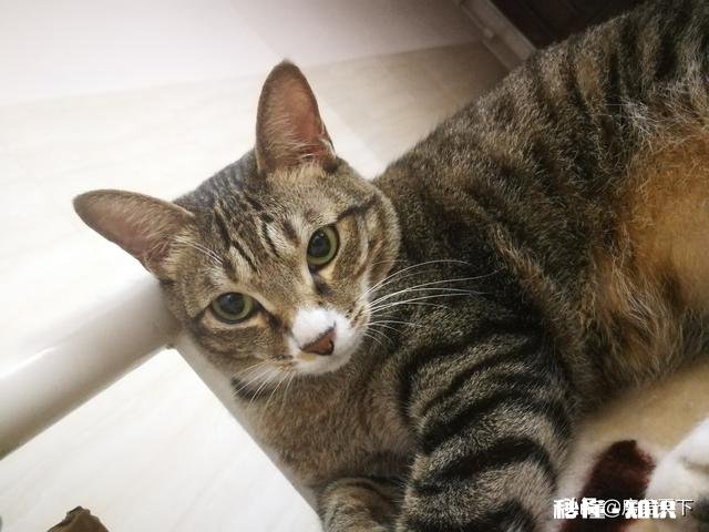 橘狸花猫好还是黑狸花猫好