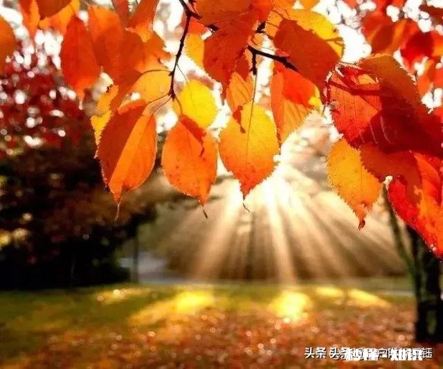 上联：绿叶梢梢竹顶天，下联怎么对