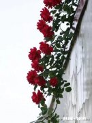 上联：绿叶梢梢竹顶天，下联怎么对