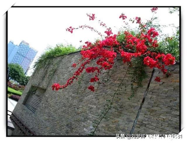 上联：绿叶梢梢竹顶天，下联怎么对