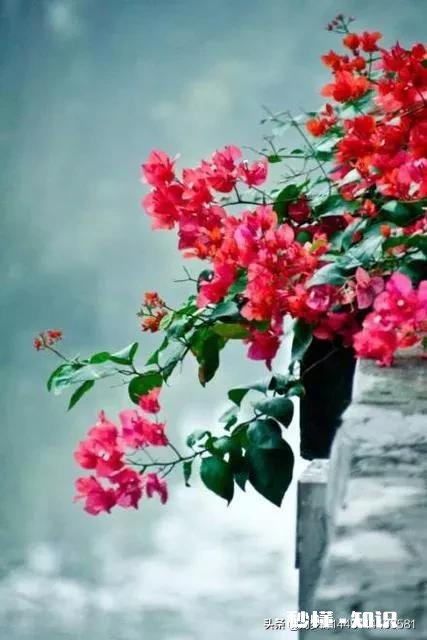 上联：绿叶梢梢竹顶天，下联怎么对