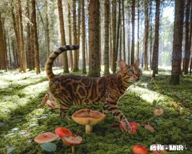 生娃后多少宝妈宝爸分床睡、各睡各的这样好吗