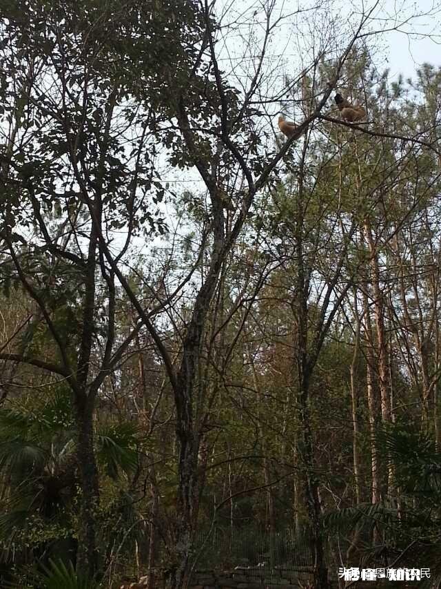 养了八只下蛋的母鸡怎么能知道每只母鸡每天几点下蛋