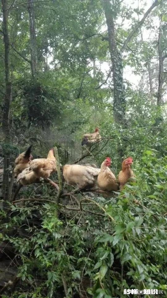 养了八只下蛋的母鸡怎么能知道每只母鸡每天几点下蛋