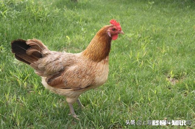 养了八只下蛋的母鸡怎么能知道每只母鸡每天几点下蛋