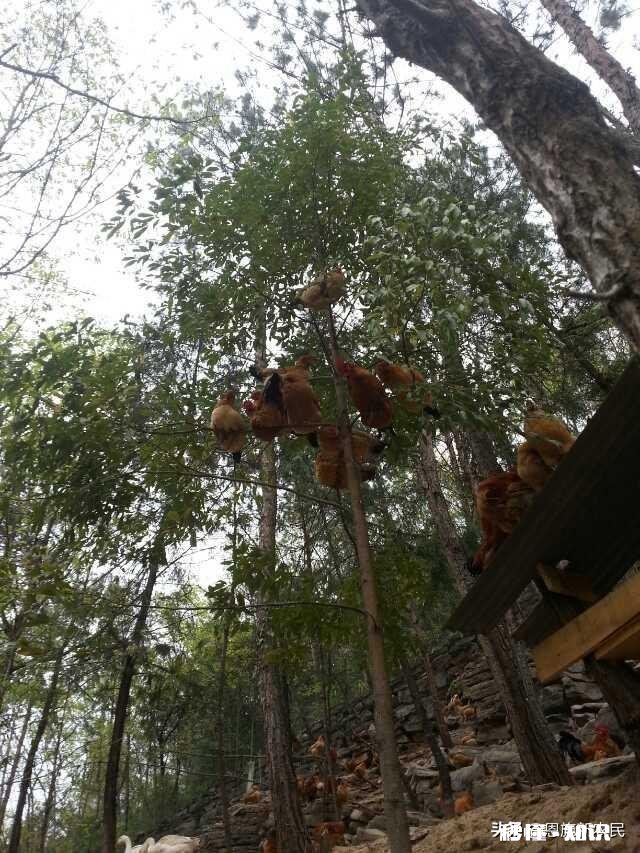 养了八只下蛋的母鸡怎么能知道每只母鸡每天几点下蛋