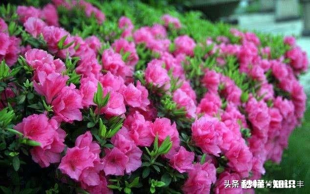 杜鹃花7月8月用什么肥