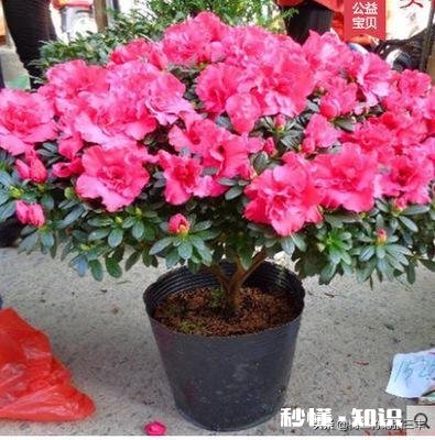 杜鹃花7月8月用什么肥