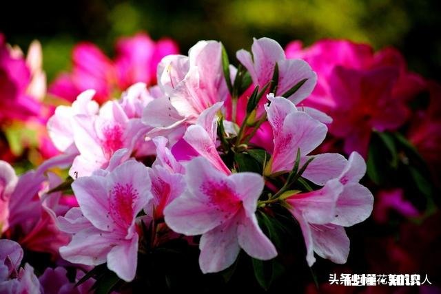杜鹃花7月8月用什么肥